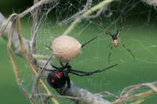 Load image into Gallery viewer, Black Widow Spiders
