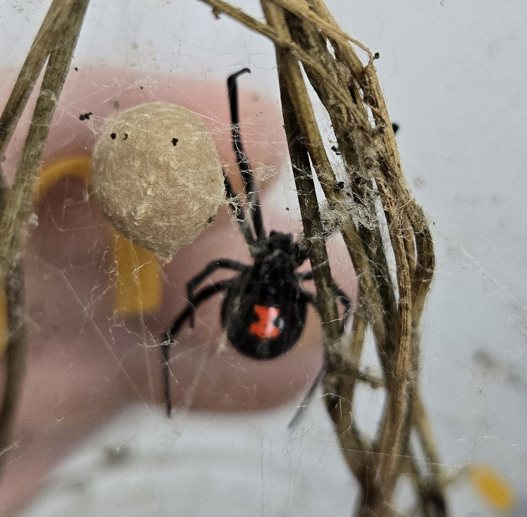 Black Widow Spiders