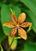Load image into Gallery viewer, Lily, Blackberry