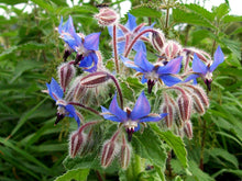 Load image into Gallery viewer, Borage