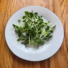 Load image into Gallery viewer, Borage Microgreens Seeds