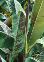Load image into Gallery viewer, Banana, Bordelon