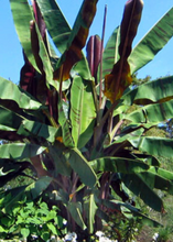 Load image into Gallery viewer, Banana, Bordelon