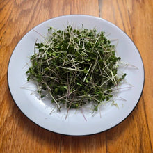 Load image into Gallery viewer, Broccoli Microgreens Seeds
