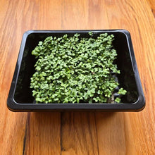 Load image into Gallery viewer, Broccoli Microgreens Seeds