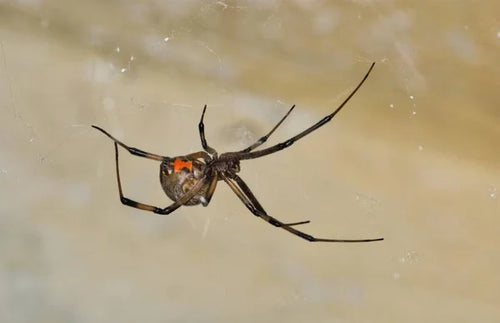 Brown Widow Spiders