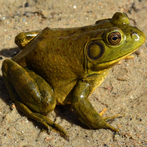 Bullfrogs