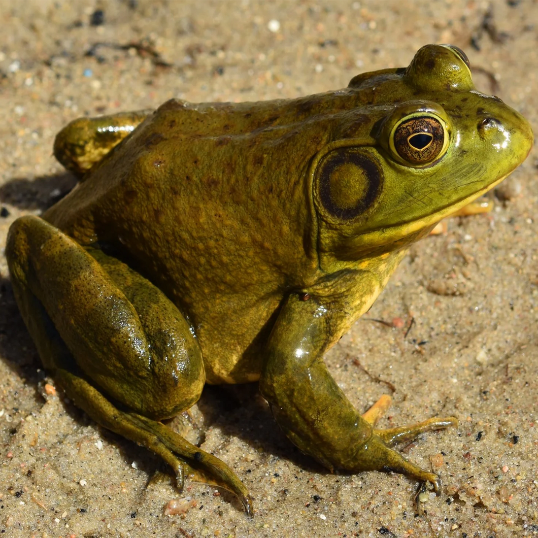 Bullfrogs