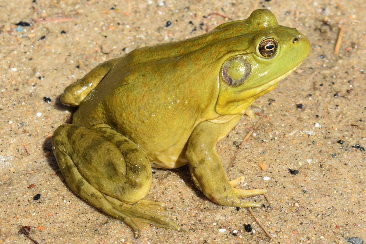 Bullfrogs – Live Aquaponics