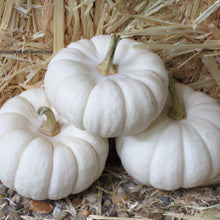 Load image into Gallery viewer, Pumpkin, Baby Boo