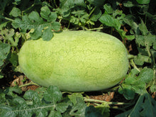 Load image into Gallery viewer, Watermelon, Charleston Gray