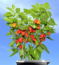 Load image into Gallery viewer, Pepper, Carolina Reaper