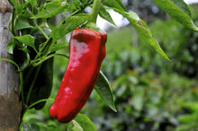 Load image into Gallery viewer, Pepper, Marconi Red