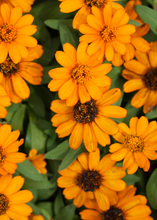 Load image into Gallery viewer, Calendula, Orange