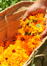 Load image into Gallery viewer, Calendula, Orange