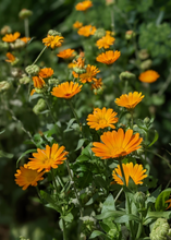 Load image into Gallery viewer, Calendula, Orange