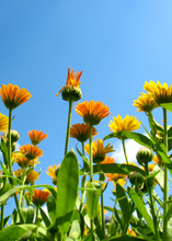 Load image into Gallery viewer, Calendula, Orange