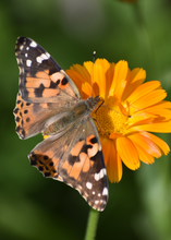 Load image into Gallery viewer, Calendula, Orange