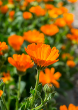 Load image into Gallery viewer, Calendula, Orange