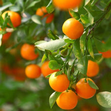 Load image into Gallery viewer, Orange, CA Honey Mandarin