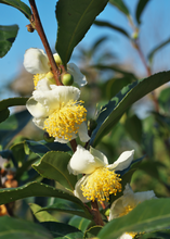 Load image into Gallery viewer, Green Tea