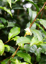 Load image into Gallery viewer, Green Tea