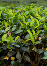Load image into Gallery viewer, Green Tea
