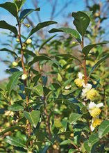 Load image into Gallery viewer, Green Tea