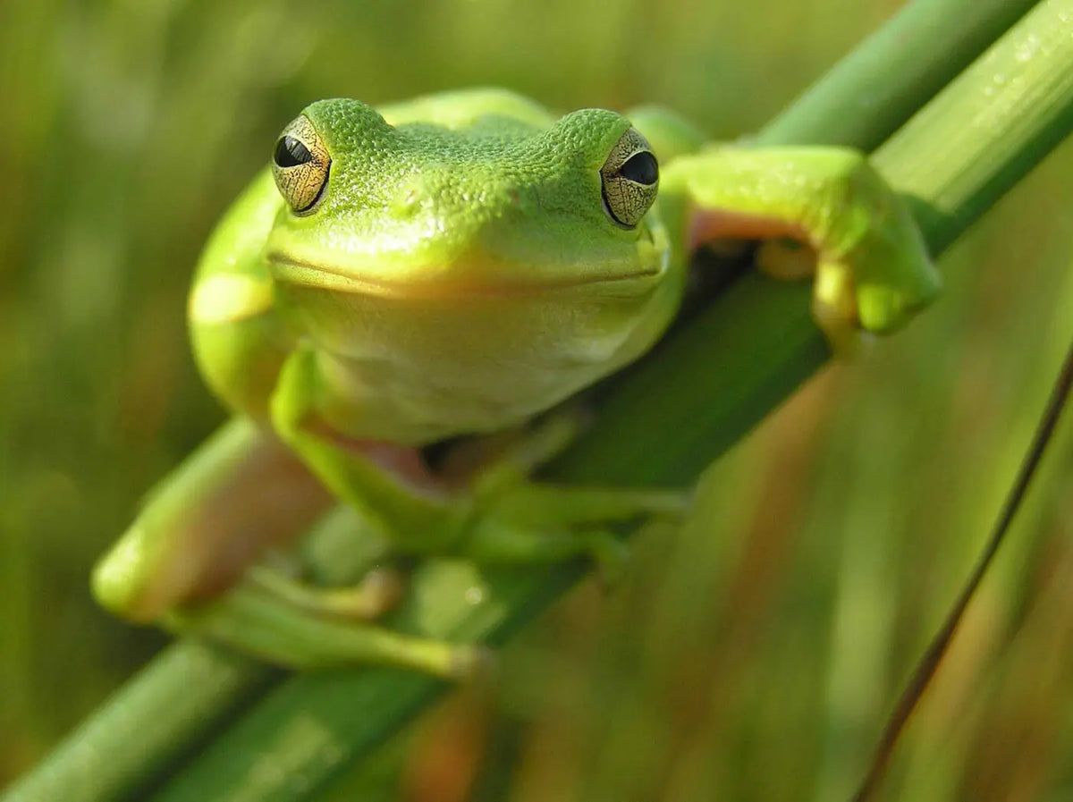 Green Tree Frogs – Live Aquaponics