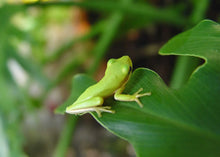 Load image into Gallery viewer, Green Tree Frogs