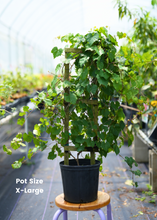 Load image into Gallery viewer, Muscadine, Carlos