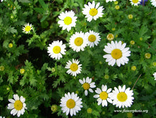 Load image into Gallery viewer, Chamomile, German