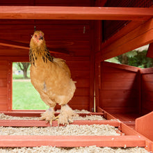 Load image into Gallery viewer, Chicken Coop for 6 Chickens – Orpington Lodge