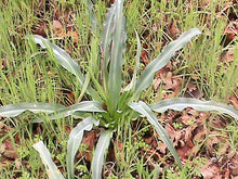 Load image into Gallery viewer, Soap Plant, Wavy Leafed