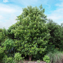 Load image into Gallery viewer, Avocado, Cold Hardy