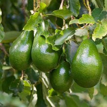 Load image into Gallery viewer, Avocado, Cold Hardy