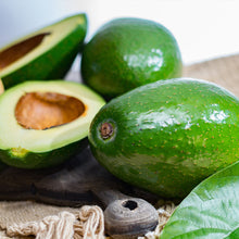 Load image into Gallery viewer, Avocado, Cold Hardy