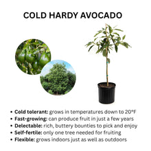 Load image into Gallery viewer, Avocado, Cold Hardy