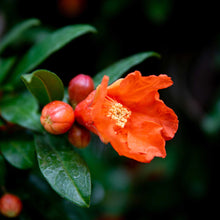 Load image into Gallery viewer, Pomegranate, Cold Hardy