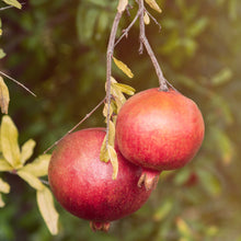 Load image into Gallery viewer, Pomegranate, Cold Hardy