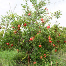 Load image into Gallery viewer, Pomegranate, Cold Hardy