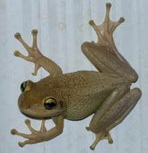 Load image into Gallery viewer, Cuban Tree Frogs