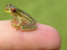 Load image into Gallery viewer, Cuban Tree Frogs
