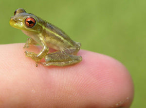 Cuban Tree Frogs