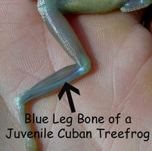 Load image into Gallery viewer, Cuban Tree Frogs