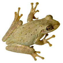 Load image into Gallery viewer, Cuban Tree Frogs