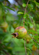 Load image into Gallery viewer, Pomegranate, Vietnamese Pink