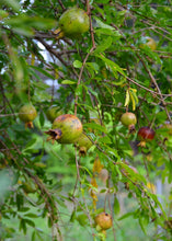 Load image into Gallery viewer, Pomegranate, Vietnamese Pink