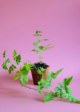 Load image into Gallery viewer, Raspberry, Mysore