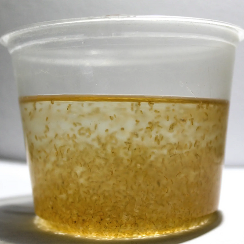 Daphnia